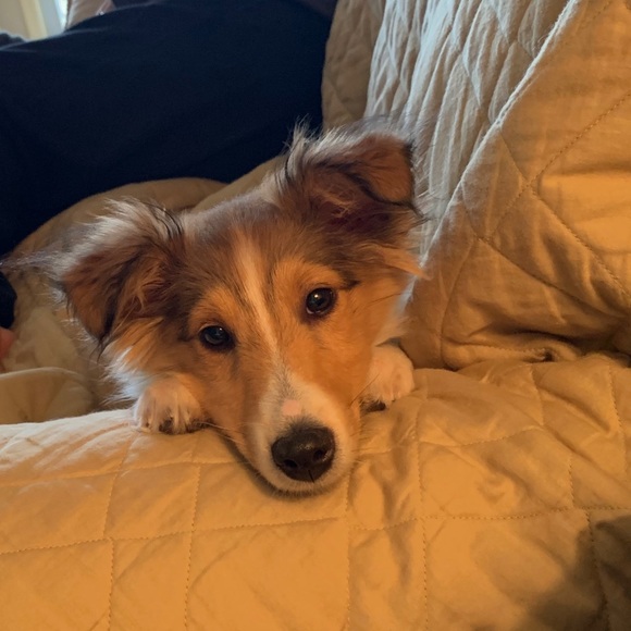 Too cheap not to have! - Picture 2 of 2